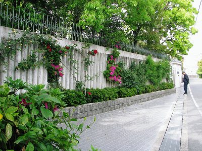 IMG_1181.jpg